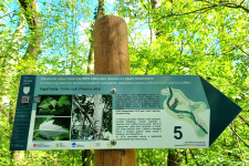 náučný chodník, malá informačná tabuľa č. 5; Topoľ biely