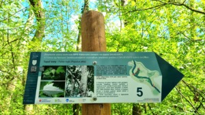 náučný chodník, malá informačná tabuľa č. 5; Topoľ biely