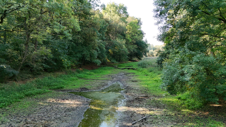 Revitalizácia rieky Moravy – Návrat k prirodzenej rieke, práce pokračujú v plnom tempe.