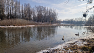 gravel island; Klátovské rameno; Trhová Hradská