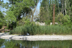 gravel island; Klátovské rameno; Trhová Hradská; 4/2025