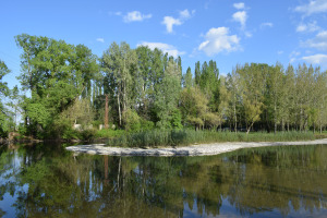 hniezdenie labutí, štrkový ostrov; Klátovské rameno; Trhová Hradská; 4/2025